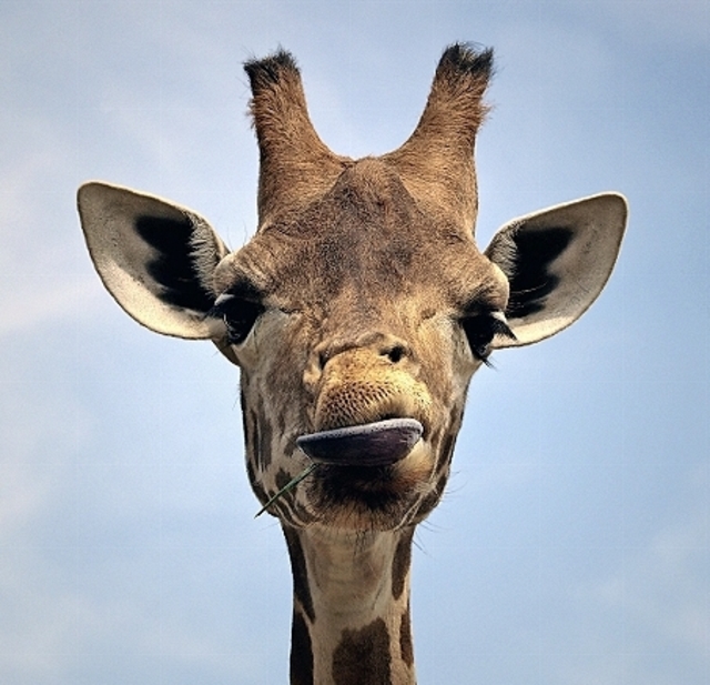 Giraffen SA