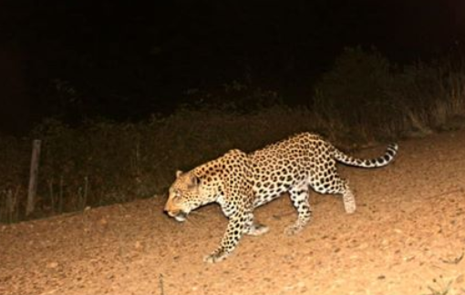 Tokara Leopard